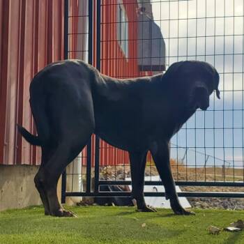 Rescue Mastiff and Cane Corso Dogs for Adoption in Hutchinson, Minnesota - Hera | PetCurious