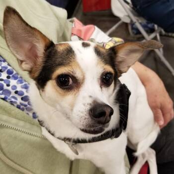 Chihuahua and Rat Terrier Dogs Available for Adoption - Sissy/Bindi Chi | PetCurious