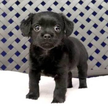 Chihuahua Dogs Available for Adoption in Midland, Texas - Madea | PetCurious