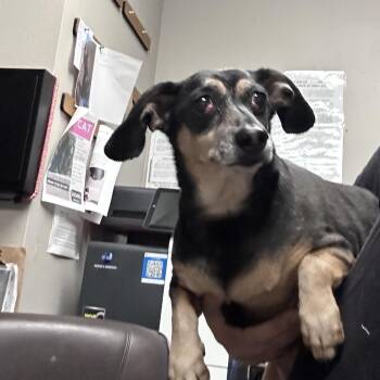 Sophia -  Dachshund Dog for Adoption in Yuma, Arizona - Sophia | PetCurious