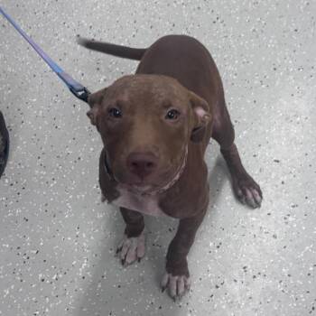 Collie -  Pit Bull Terrier Dog for Adoption in Indianapolis, Indiana - Collie | PetCurious
