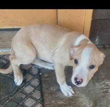 Buddy -  Terrier and Mixed Breed Dog for Adoption in Conway, Arkansas - Buddy | PetCurious