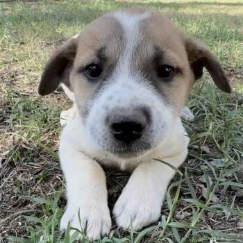 Franny Lovebug (Francine) -  Great Pyrenees and American Bully Dog for Adoption in Pine Mountain Club, California - Franny Lovebug (Francine) | PetCurious