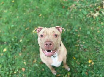 Rescue Mixed Breed Dogs for Adoption in De Pere, Wisconsin - Cheeks | PetCurious