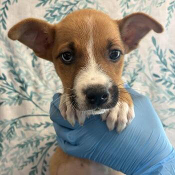 Toph -  Husky and Mixed Breed Dog for Adoption in San Antonio, Texas - Toph | PetCurious