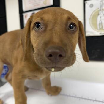 Georgia Belle -  Labrador Retriever Dog for Adoption in Birmingham, Alabama - Georgia Belle | PetCurious