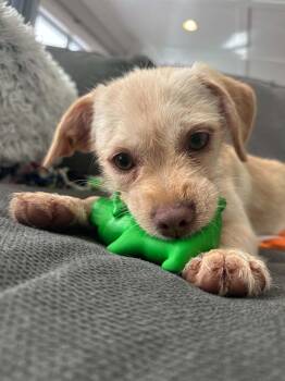 Melva -  Terrier and Chihuahua Dog for Adoption in Coldwater, Michigan - Melva | PetCurious