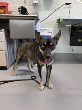CAROLINA -  German Shepherd Dog and Siberian Husky Dog for Adoption in Corpus Christi, Texas - CAROLINA | PetCurious