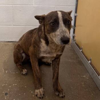 Mixed Breed Dogs Available for Adoption in Columbiana, Alabama - Willow | PetCurious