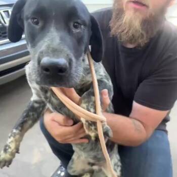 Duke -  Labrador Retriever and Hound Dog for Adoption in Hackett, Arkansas - Duke | PetCurious