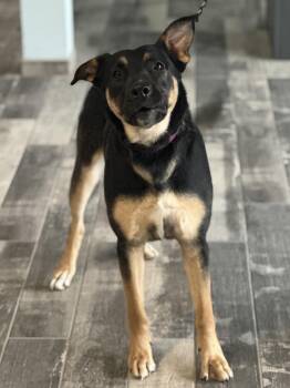 German Shepherd Dog Dogs Available for Adoption - Aria | PetCurious