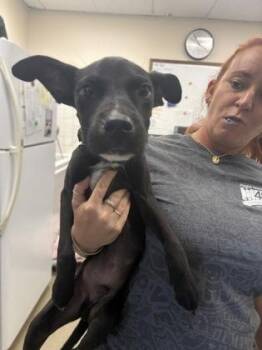 Dobby -  Terrier and Whippet Dog for Adoption in Palm Coast, Florida - Dobby | PetCurious