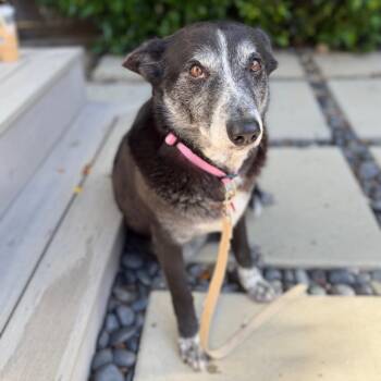 Border Collie Dogs Available for Adoption in Los Angeles, California - Whoopie | PetCurious