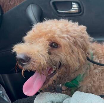 Eddy -  Miniature Poodle Dog for Adoption in West Chester, Pennsylvania - Eddy | PetCurious