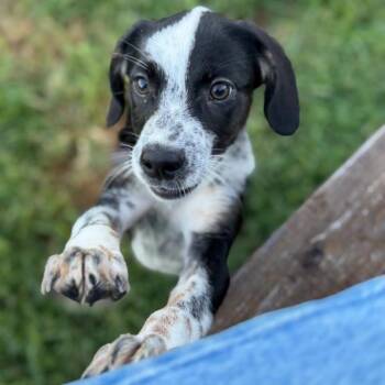 Cauliflower -  Australian Cattle Dog Blue Heeler Dog for Adoption in Philadelphia, Pennsylvania - Cauliflower | PetCurious
