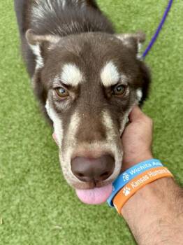 Raccoon Wizard -  Mixed Breed Dog for Adoption in Wichita, Kansas - Raccoon Wizard | PetCurious