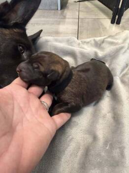 Pokemon- Baby Houndoom (Black)- Located in Arizona -  Belgian Shepherd Malinois Dog for Adoption in Imlay City, Michigan - Pokemon- Baby Houndoom (Black)- Located In Arizona | PetCurious