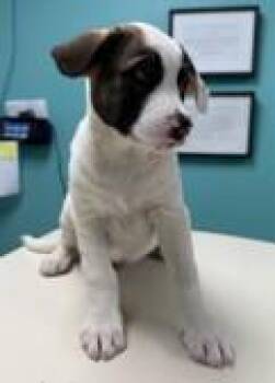 Avery -  Great Pyrenees and Mixed Breed Dog for Adoption in Morristown, New Jersey - Avery | PetCurious
