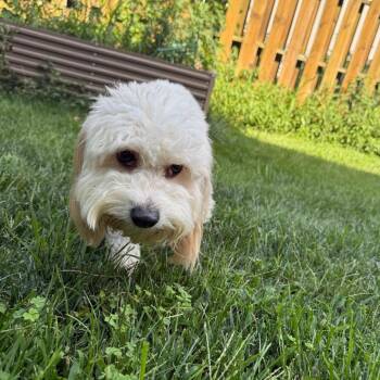 Gigi -  Poodle and Mixed Breed Dog for Adoption in Lenexa, Kansas - Gigi | PetCurious
