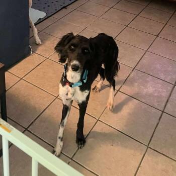 Rescue Poodle Dogs for Adoption in Fredericksburg, Virginia - Chop | PetCurious