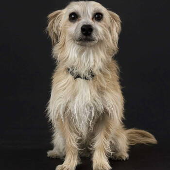 Rescue Yorkshire Terrier and Poodle Dogs for Adoption in Hillsborough, North Carolina - Bear | PetCurious