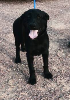Rescue Labrador Retriever Dogs for Adoption in Saint James, Minnesota - Blossom | PetCurious
