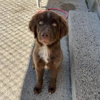 Pinecone -  Newfoundland Dog and German Shepherd Dog Dog for Adoption in Watertown, New York - Pinecone | PetCurious