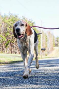 Treeing Walker Coonhound and Coonhound Dogs Available for Adoption in Stuarts Draft, Virginia - Clyde | PetCurious