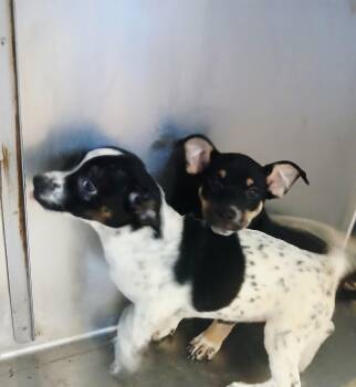 Rescue Corgi Dogs for Adoption in Hillsboro, Missouri - Corgi Mix Puppy | PetCurious