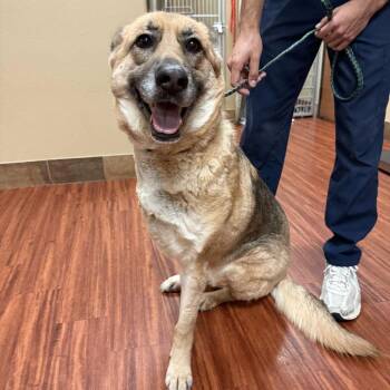 Milan -  German Shepherd Dog and Mixed Breed Dog for Adoption in New York, New York - Milan | PetCurious
