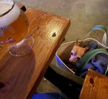 Chihuahua and Mixed Breed Dogs Available for Adoption - Honey | PetCurious