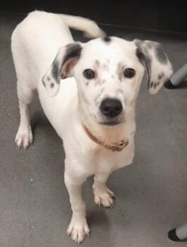 Rescue Pointer and Miniature Pinscher Dogs for Adoption in Santa Ana, California - Paloma | PetCurious