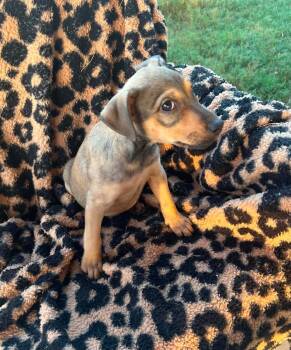 Lynne * -  Terrier Dog for Adoption in West Palm Beach, Florida - Lynne * | PetCurious