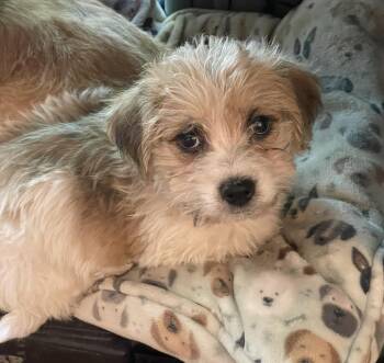 Shih Tzu and Bichon Frise Dogs Available for Adoption in Overland Park, Kansas - Milo | PetCurious