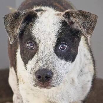Catahoula Leopard Dog Dogs Available for Adoption - Roger | PetCurious