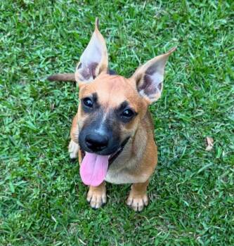Magpie -  Mixed Breed Dog for Adoption in Northwood, New Hampshire - Magpie | PetCurious