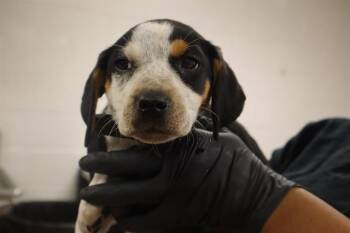 Mixed Breed Dogs Available for Adoption - TREASURE | PetCurious