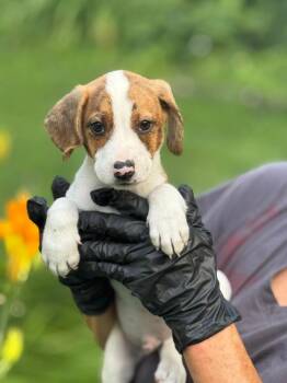Honey -  Beagle and German Shorthaired Pointer Dog for Adoption in Effingham, Illinois - Honey | PetCurious