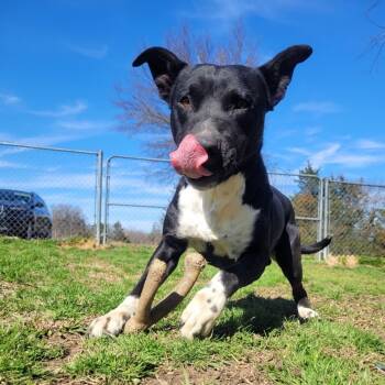 Rescue Pit Bull Terrier Dogs for Adoption in Denison, Texas - Tommy | PetCurious