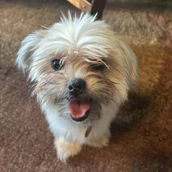 Chai -  Shih Tzu Dog for Adoption in Prescott, Arizona - Chai | PetCurious