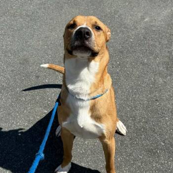 Pit Bull Terrier Dogs Available for Adoption in Concord, North Carolina - Finn | PetCurious