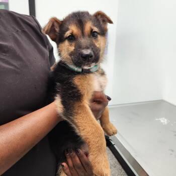 Morticia -  German Shepherd Dog Dog for Adoption in Clavet, Saskatchewan - Morticia | PetCurious