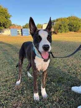 Bowie -  Mixed Breed Dog for Adoption in Huntsville, Alabama - Bowie | PetCurious