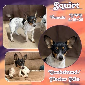 Squirt -  Dachshund Dog for Adoption in Caldwell, Texas - Squirt | PetCurious