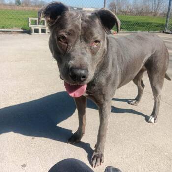 Pit Bull Terrier Dogs Available for Adoption - Bette Davis **so Sweet** | PetCurious