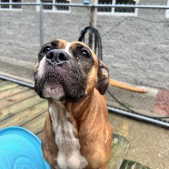 Ava Bug -  Mixed Breed Dog for Adoption in Charleston, West Virginia - Ava Bug | PetCurious