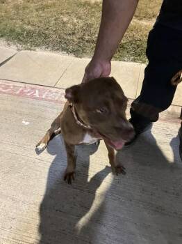 ROSEANN -  Mixed Breed Dog for Adoption in Dallas, Texas - ROSEANN | PetCurious
