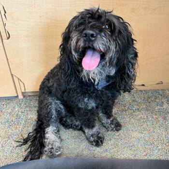 Shelby -  Miniature Poodle Dog for Adoption in Lindon, Utah - Shelby | PetCurious