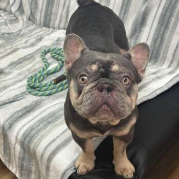 French Bulldog Dogs Available for Adoption in Goleta, California - Nipsey | PetCurious