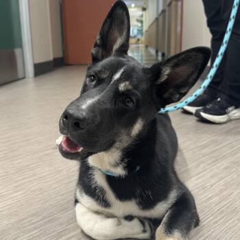 Perry -  German Shepherd Dog and Cardigan Welsh Corgi Dog for Adoption in Reno, Nevada - Perry | PetCurious